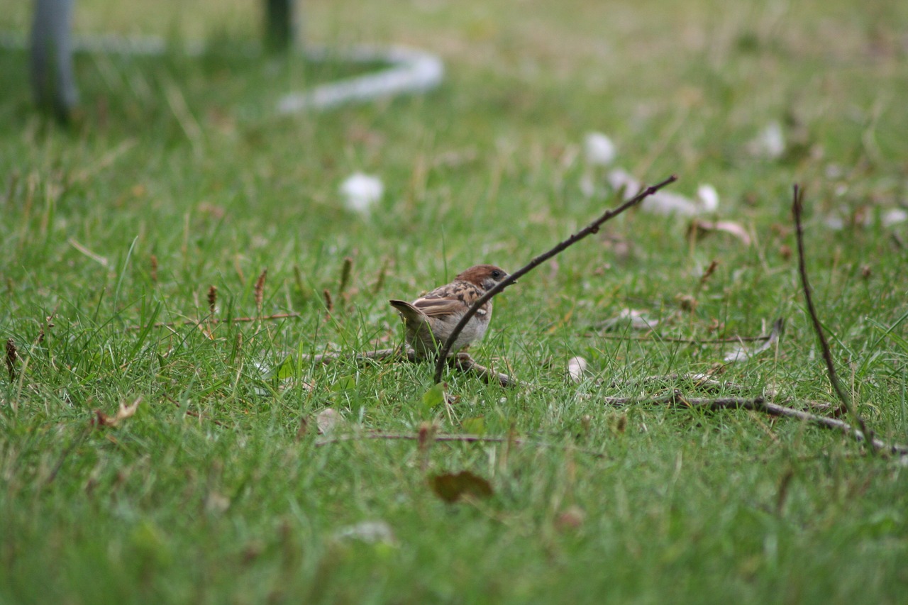 passer domesticus bird sparrow free photo