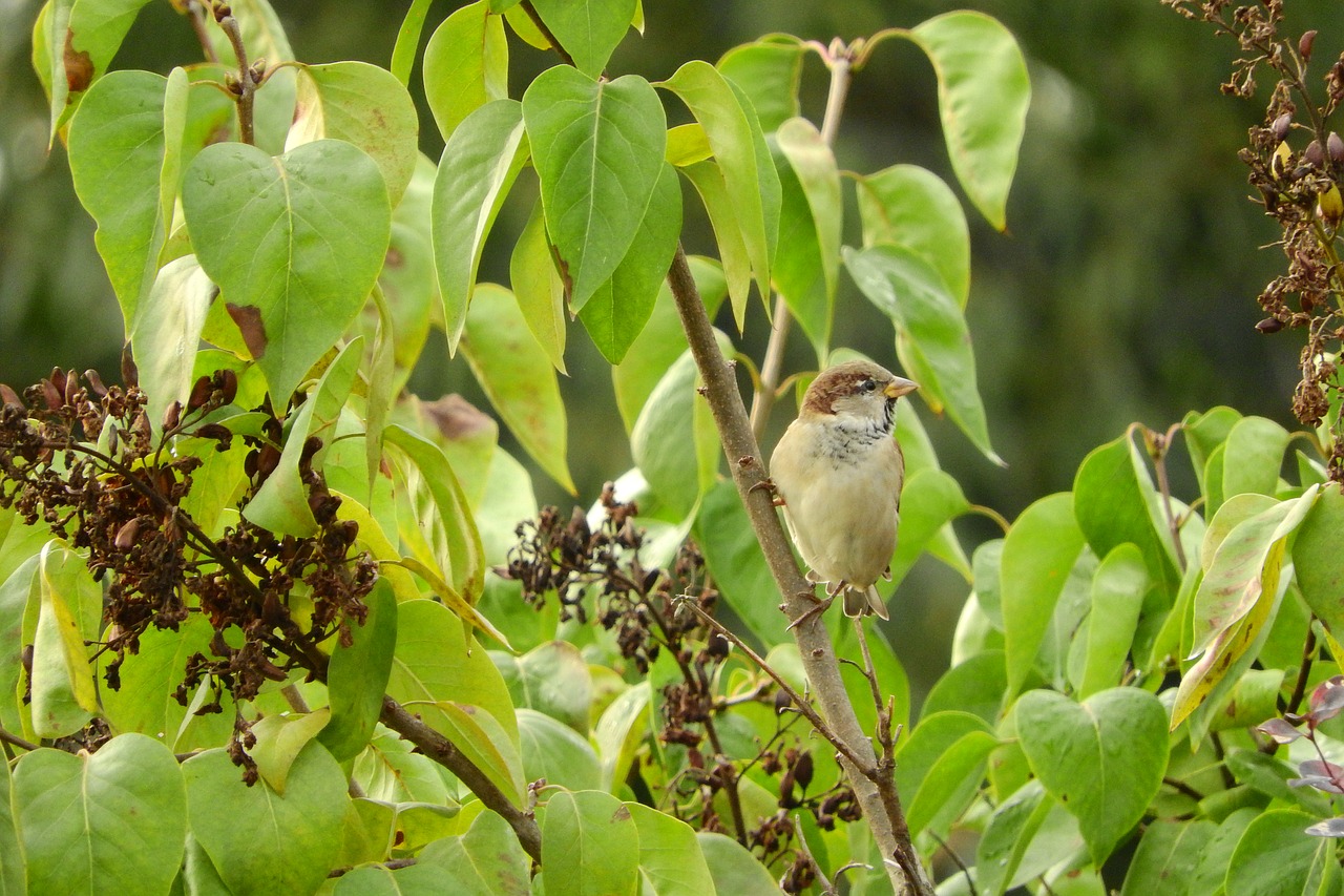 passer domesticus bird in the bush lilac free photo