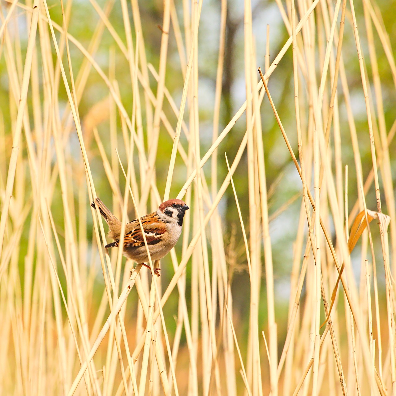 passer montanus  eurasian tree sparrow  sparrow free photo