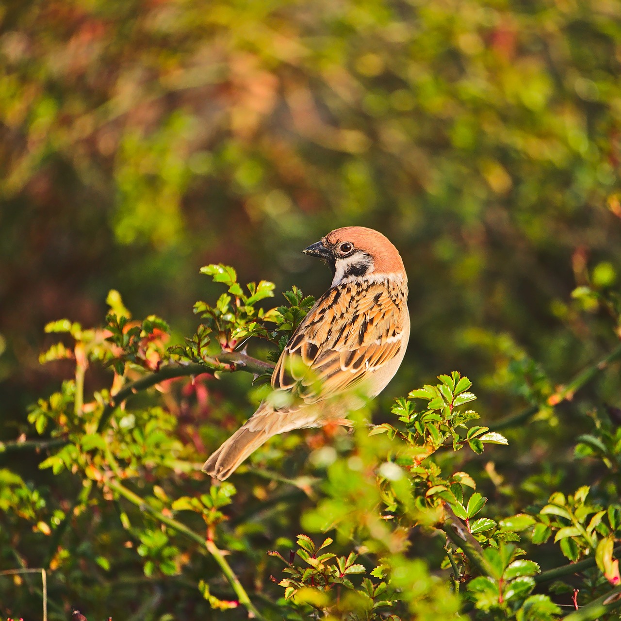 passer montanus  eurasian tree sparrow  sparrow free photo