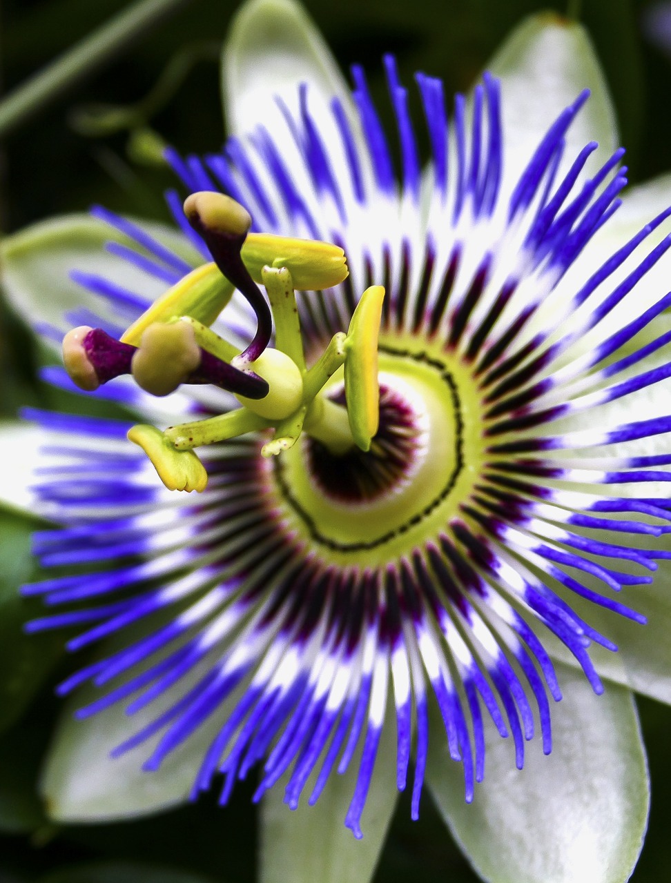 passiflora blossom bloom free photo