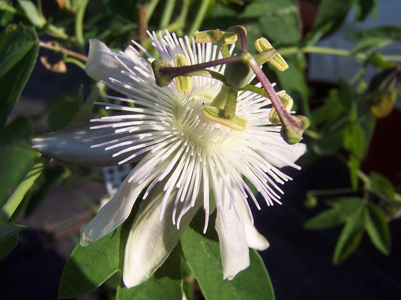 passiflora feels creeper free photo