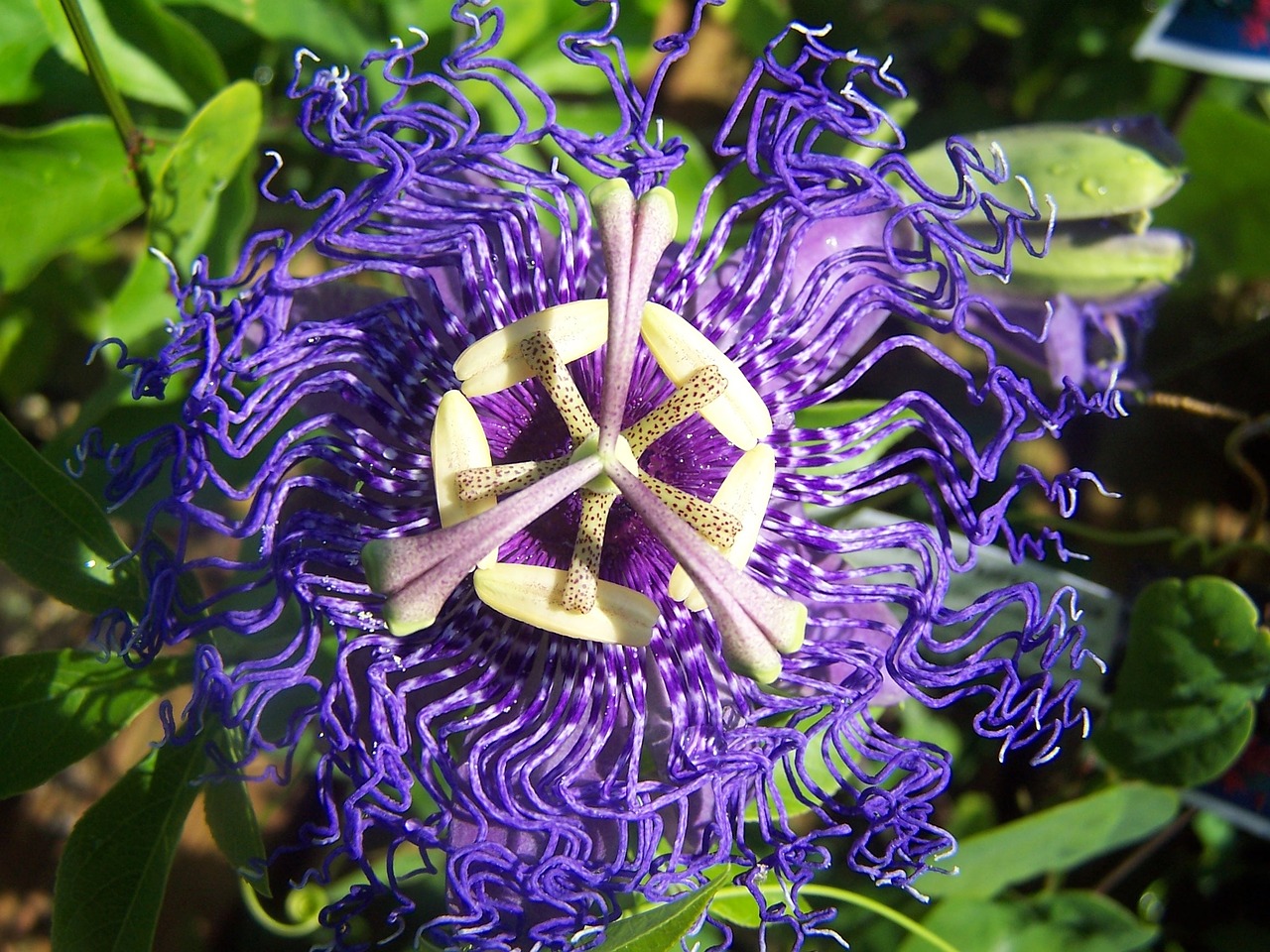 passiflora velvet blue creeper free photo