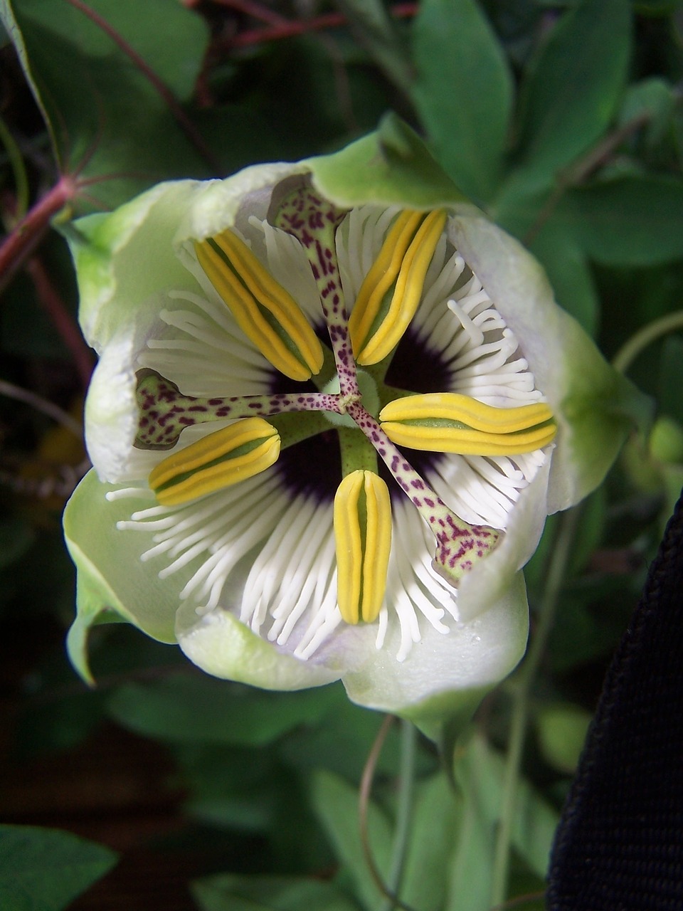 passiflora creeper hybrid free photo