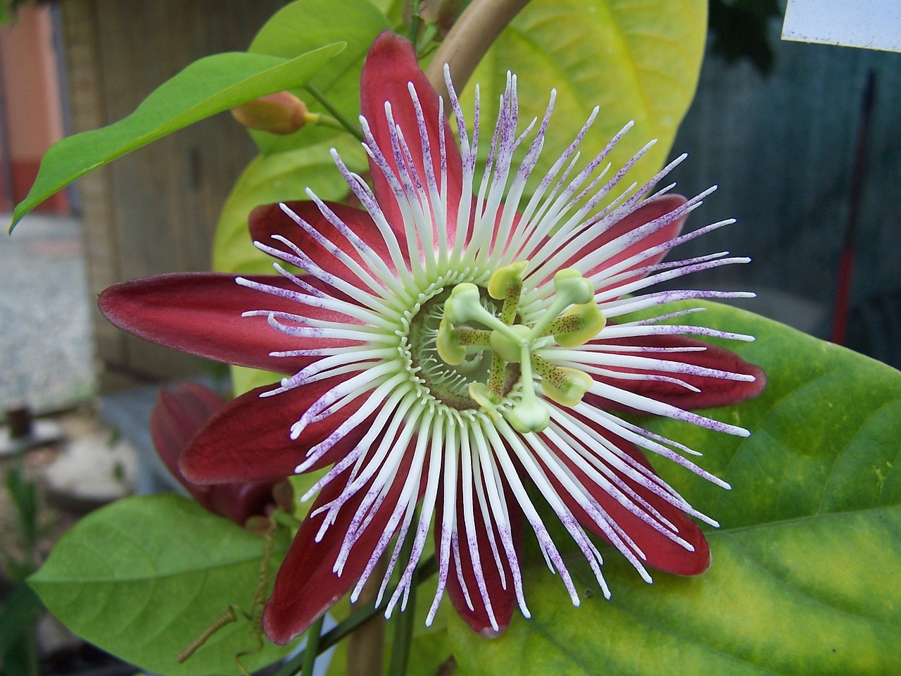 passiflora tropicale creeper free photo