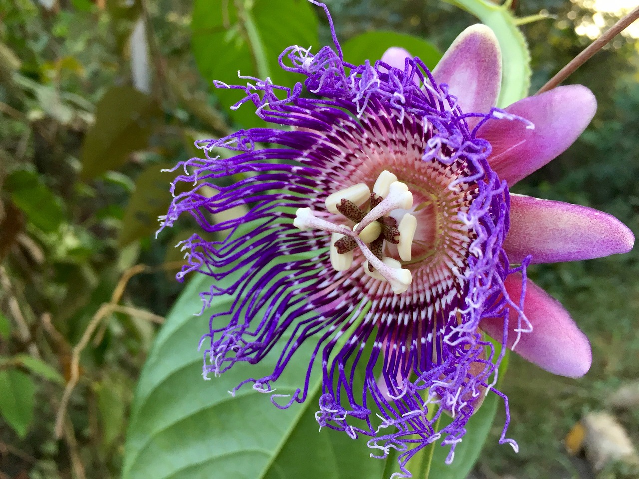 passiflora passion flower flower free photo