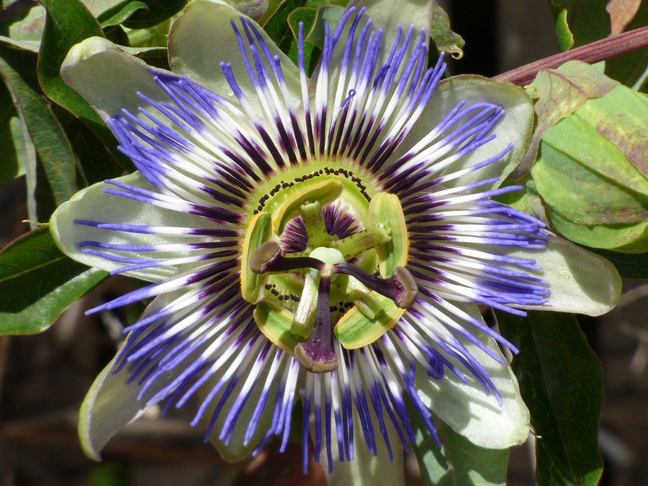 passiflora passion flower detail free photo