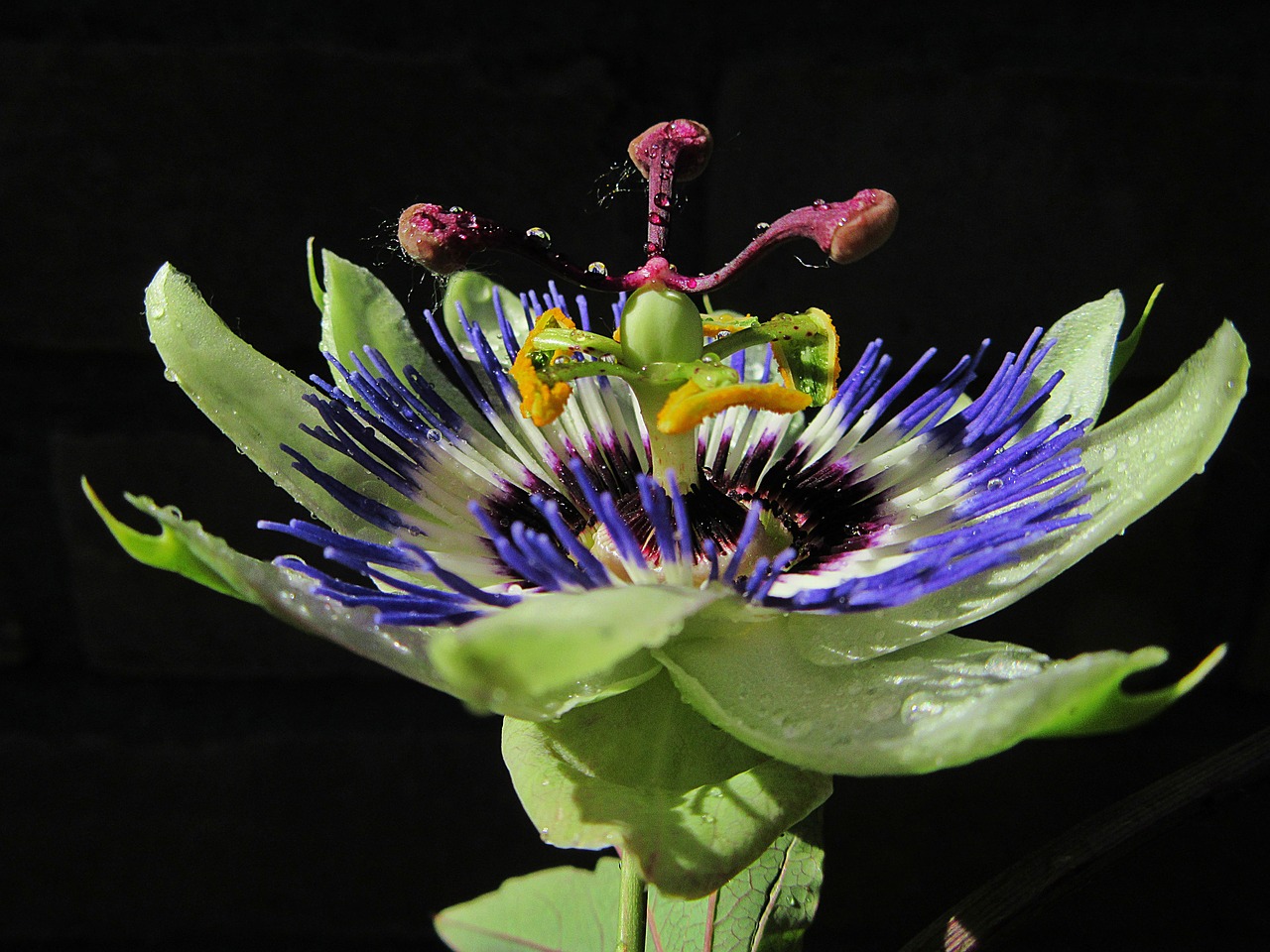 passiflora passion flower dew free photo