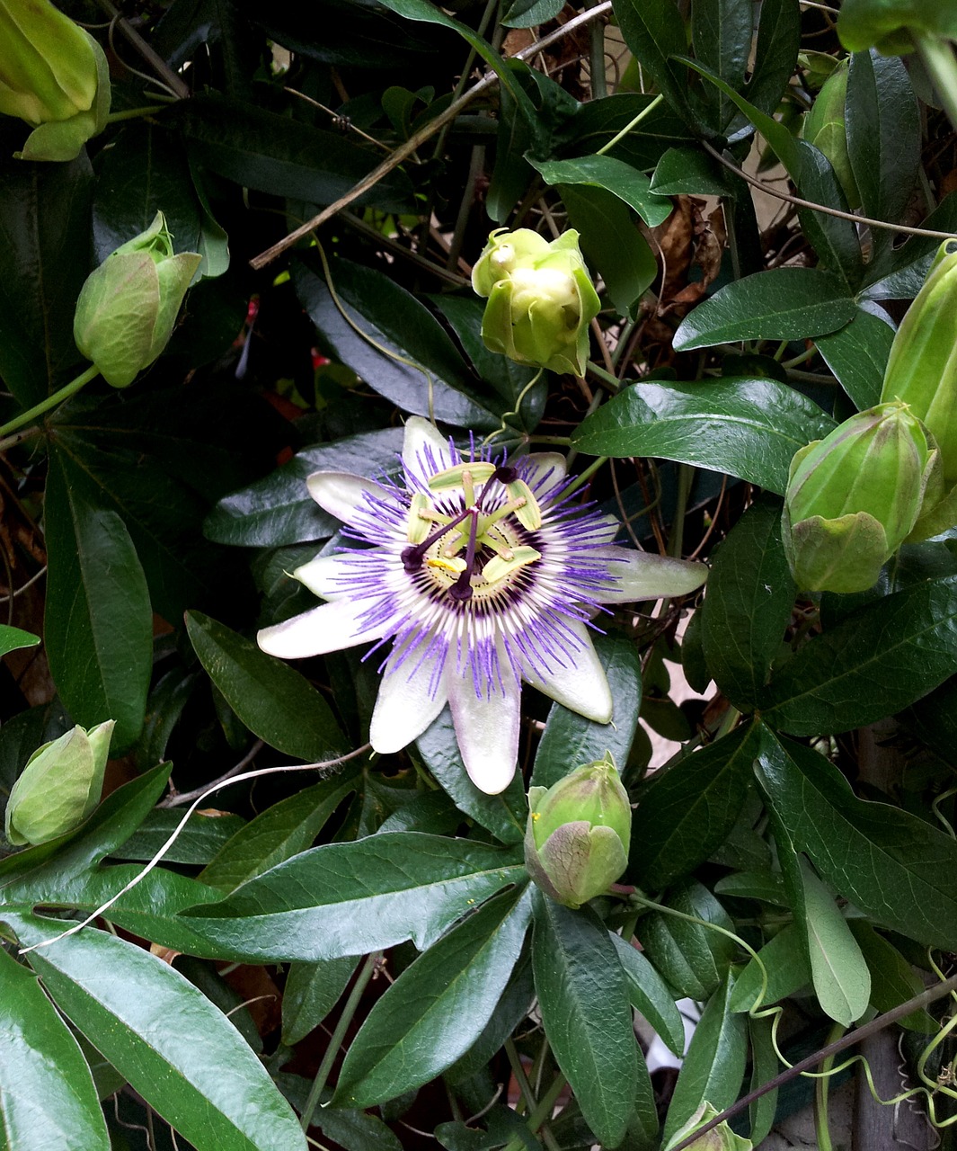 passiflora flower bloom free photo