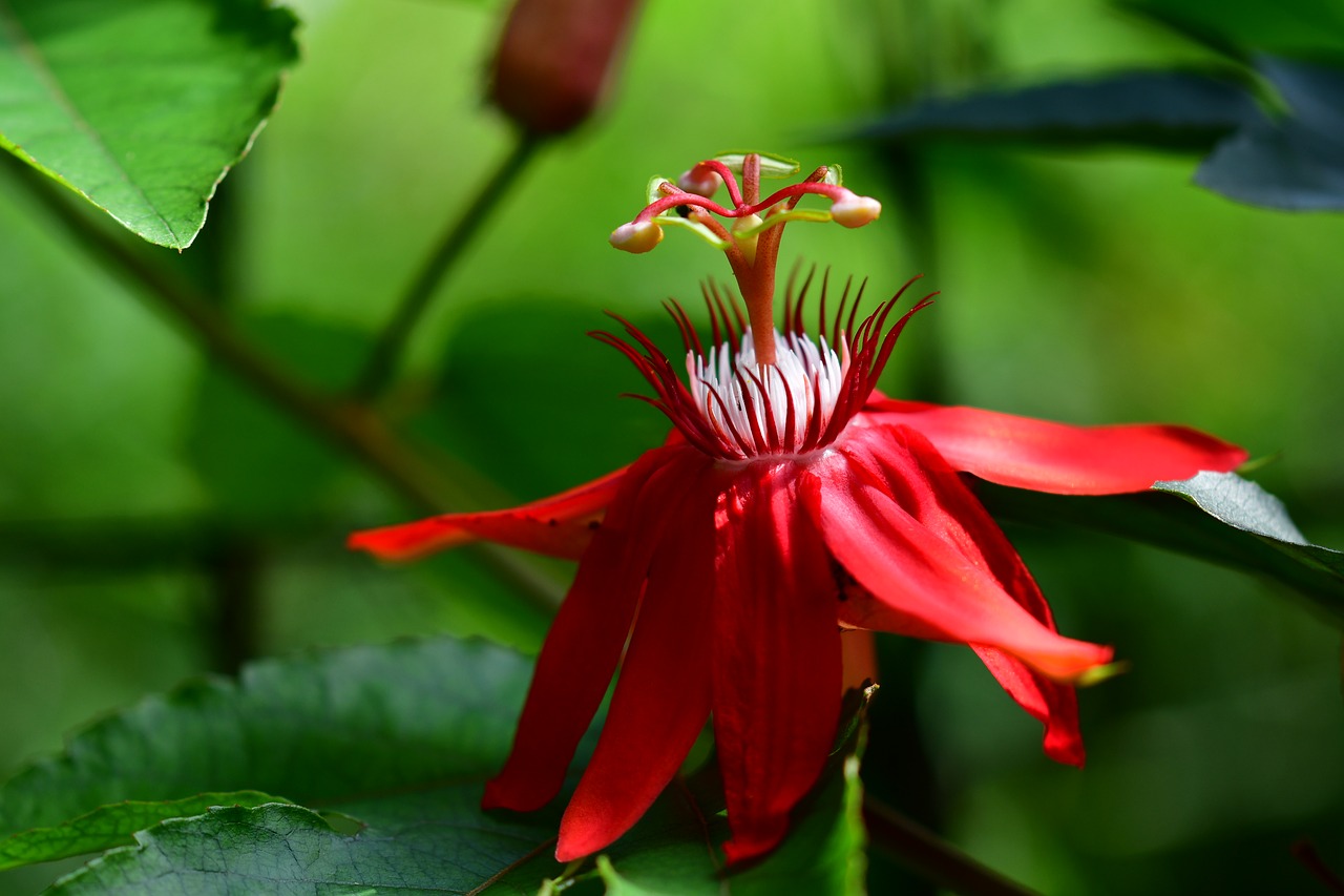 passiflora  passion flower  red petals free photo