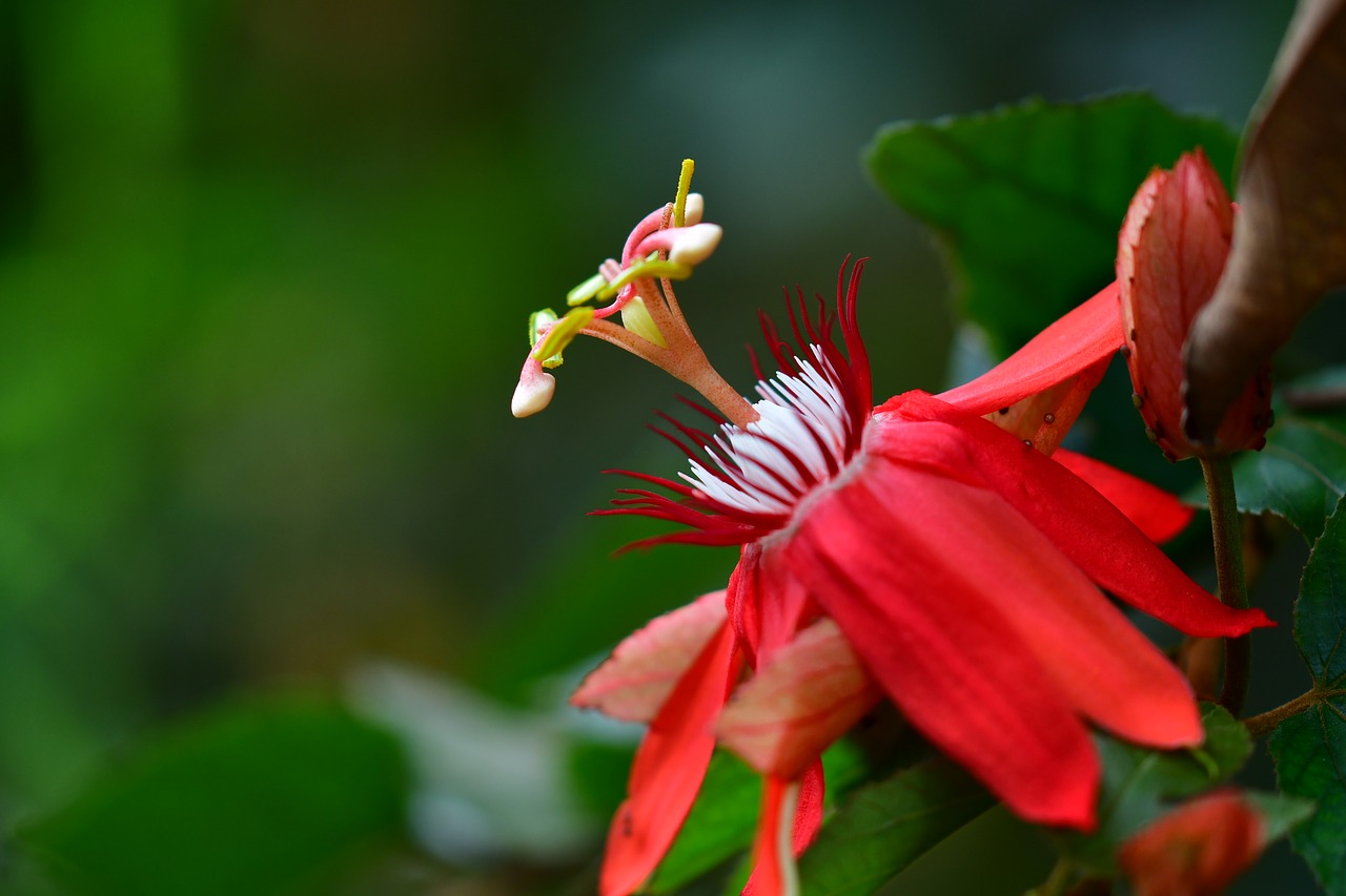 passiflora  passion flower  red petals free photo