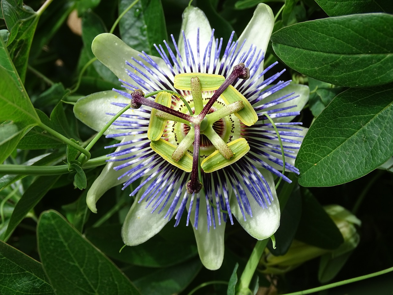 passiflora  passion  climber free photo