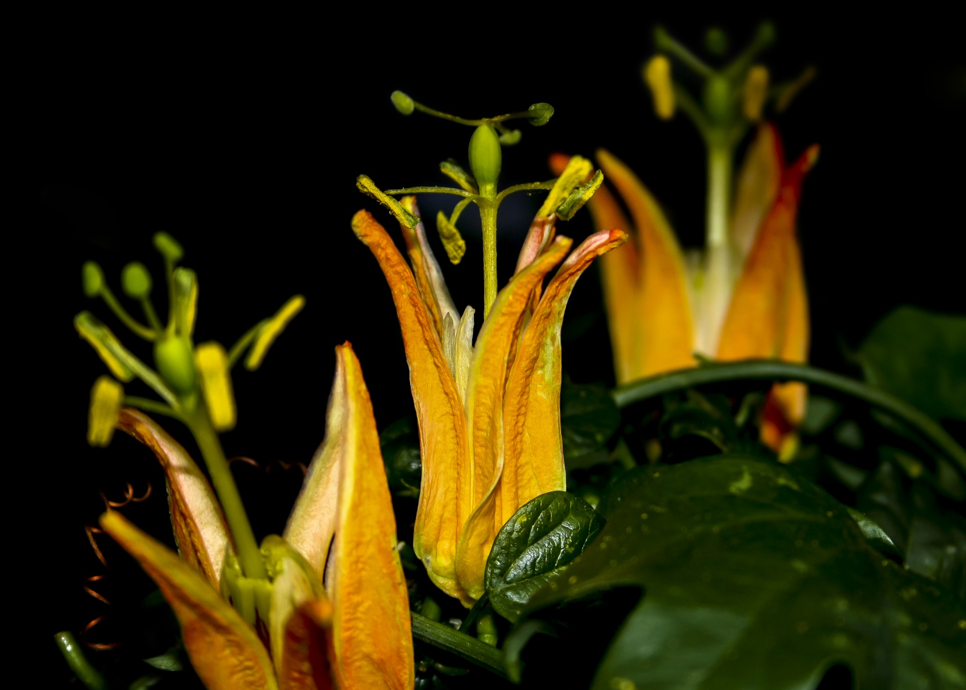 passiflora orange flower free photo