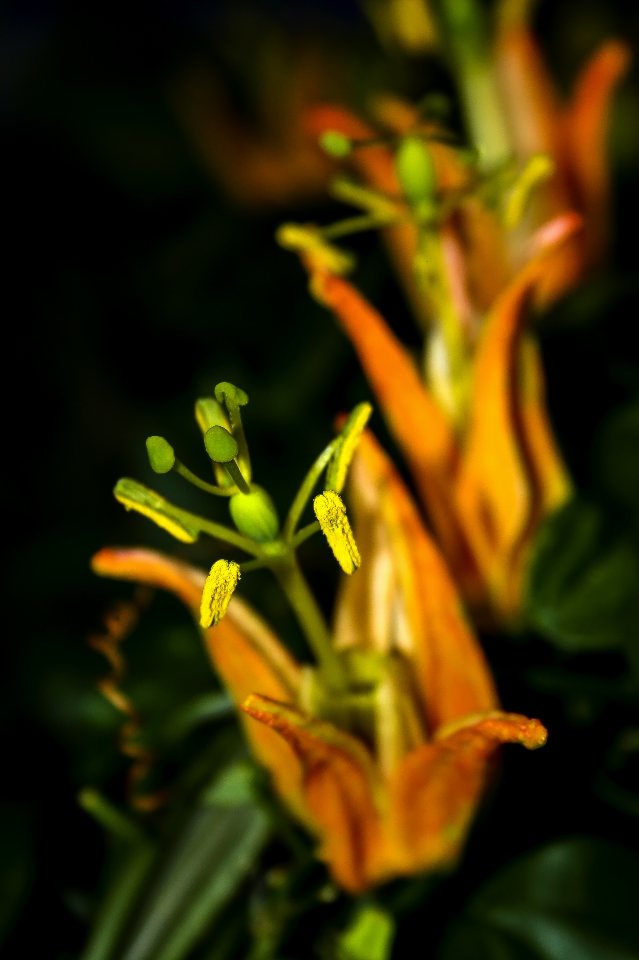 passiflora orange flower free photo