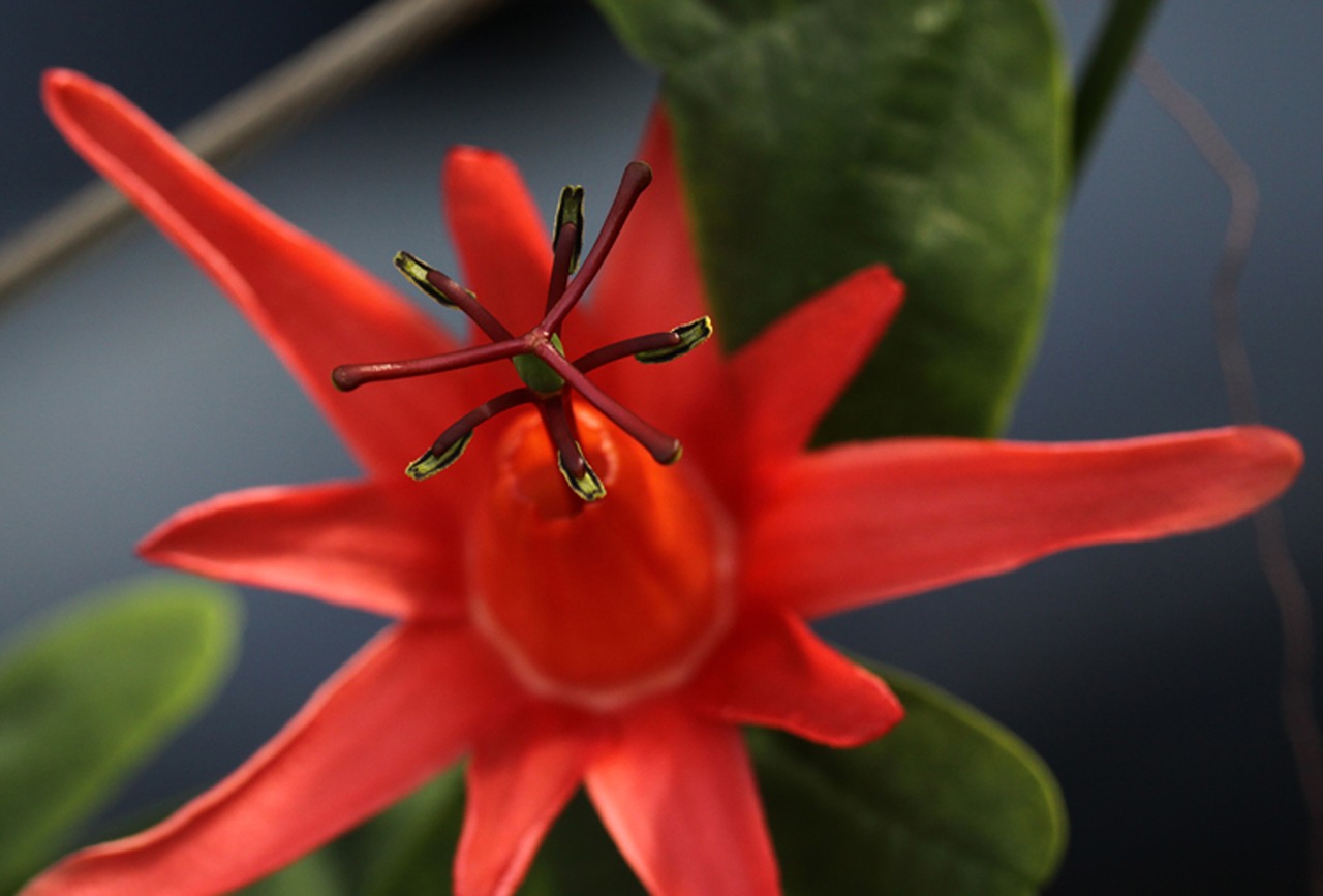 passiflora sp passion flower red free photo