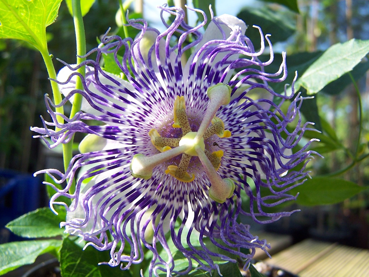 passiflora sugar plum fairy hybrid creeper free photo