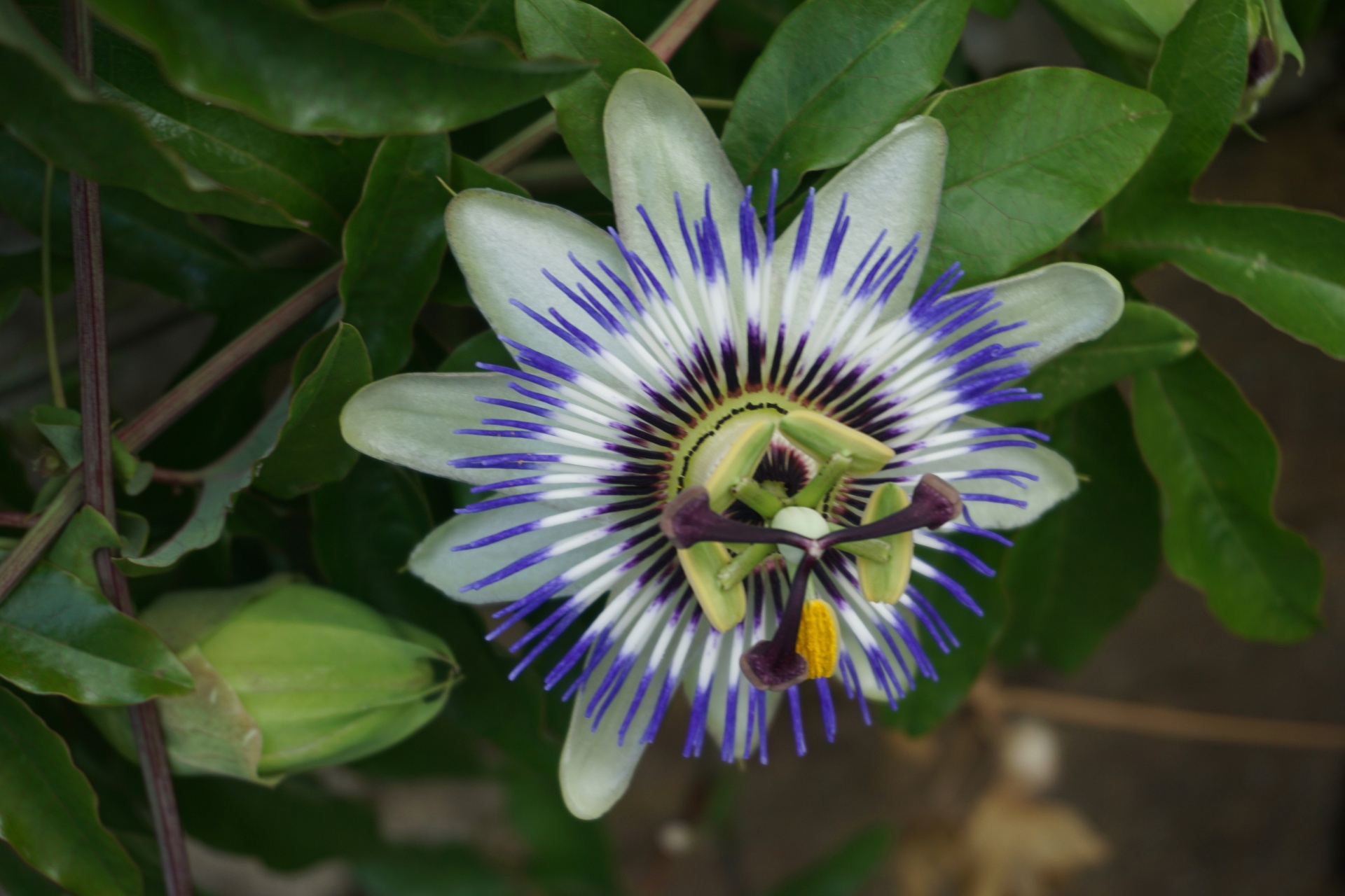 passion flower medicinal plant flower free photo