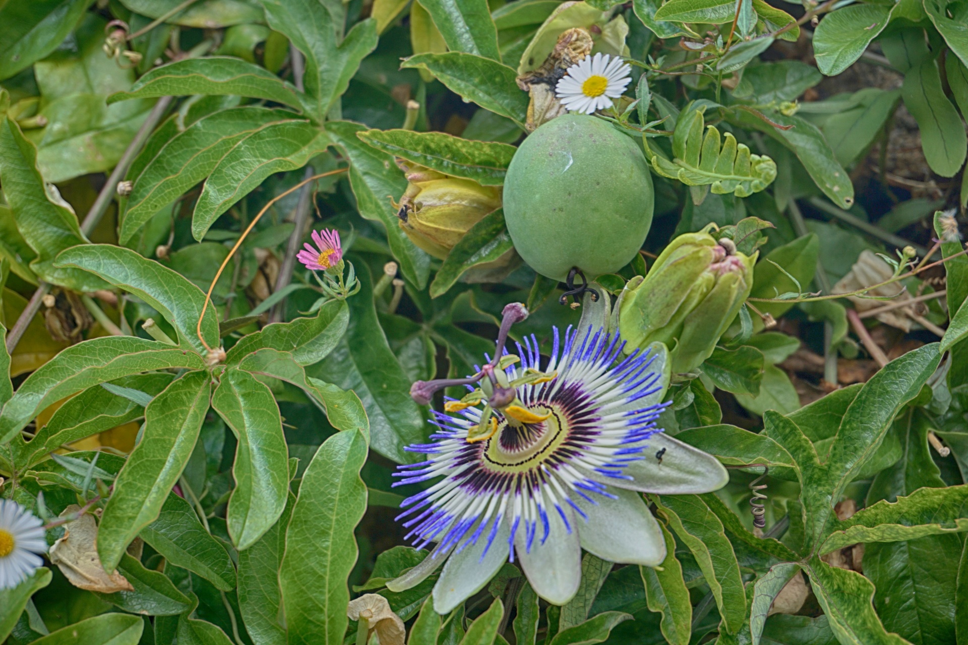 flower passionflower blue passionflower free photo