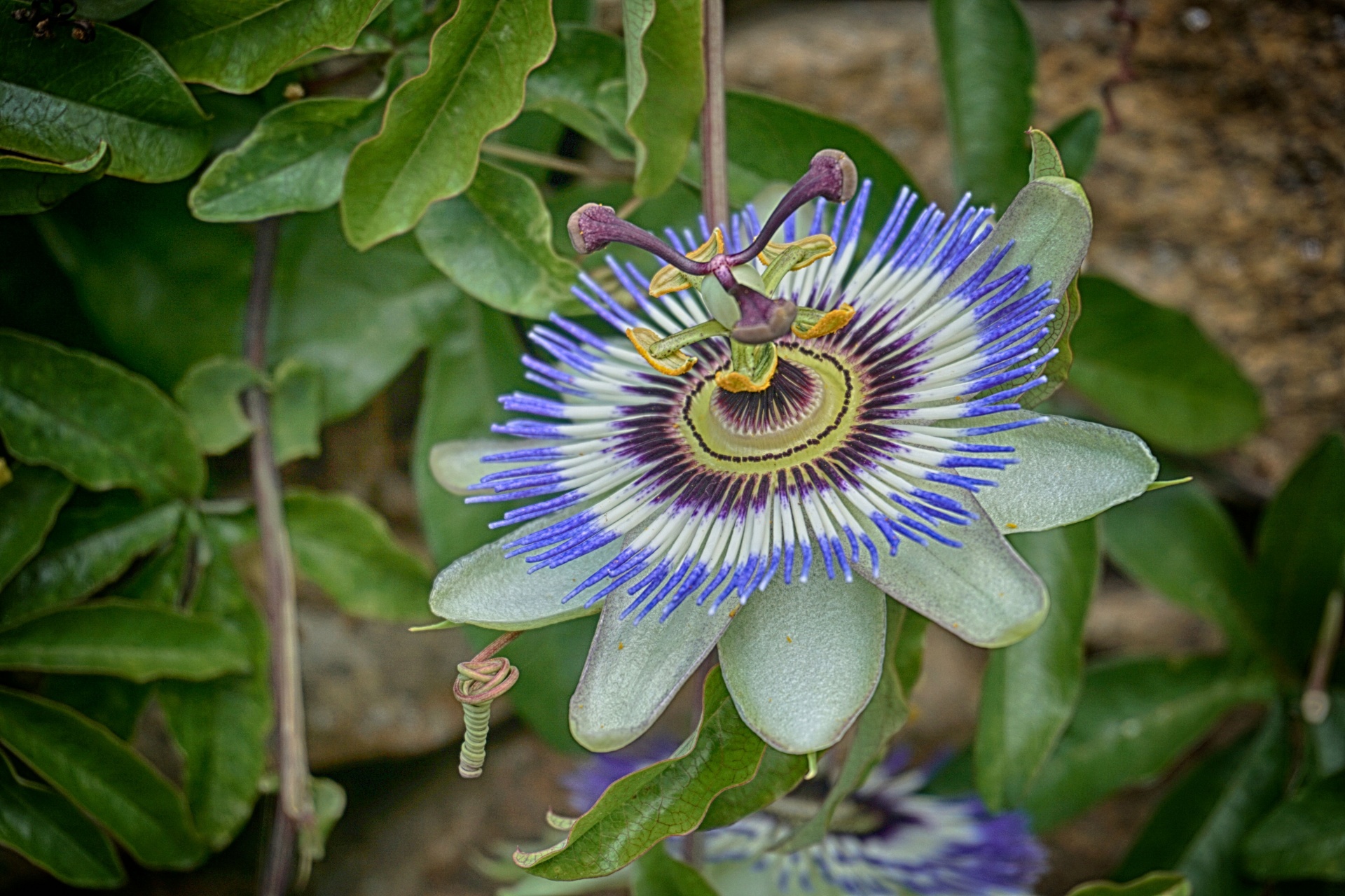 passionflower herb flower free photo