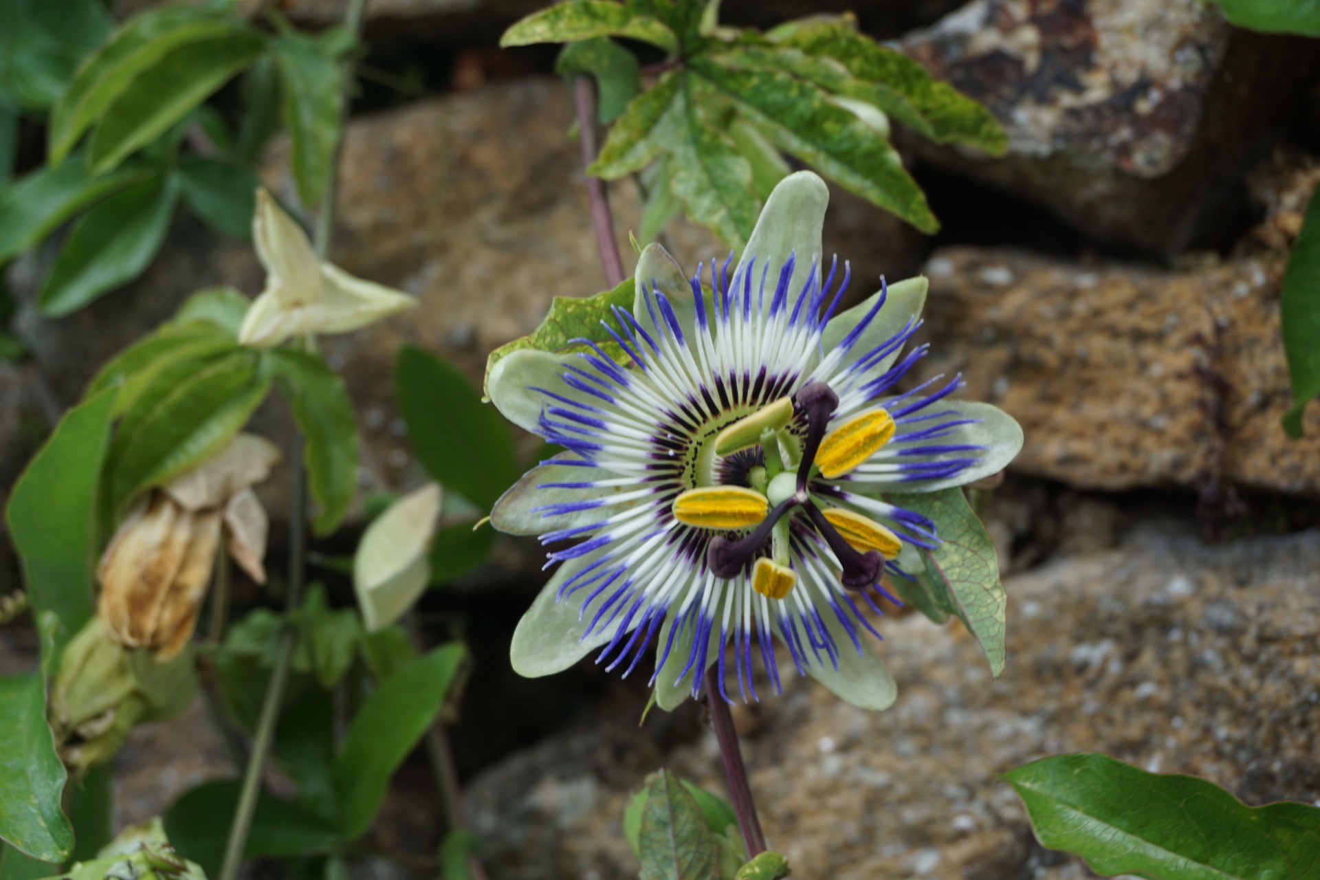 flower passion flower herb free photo