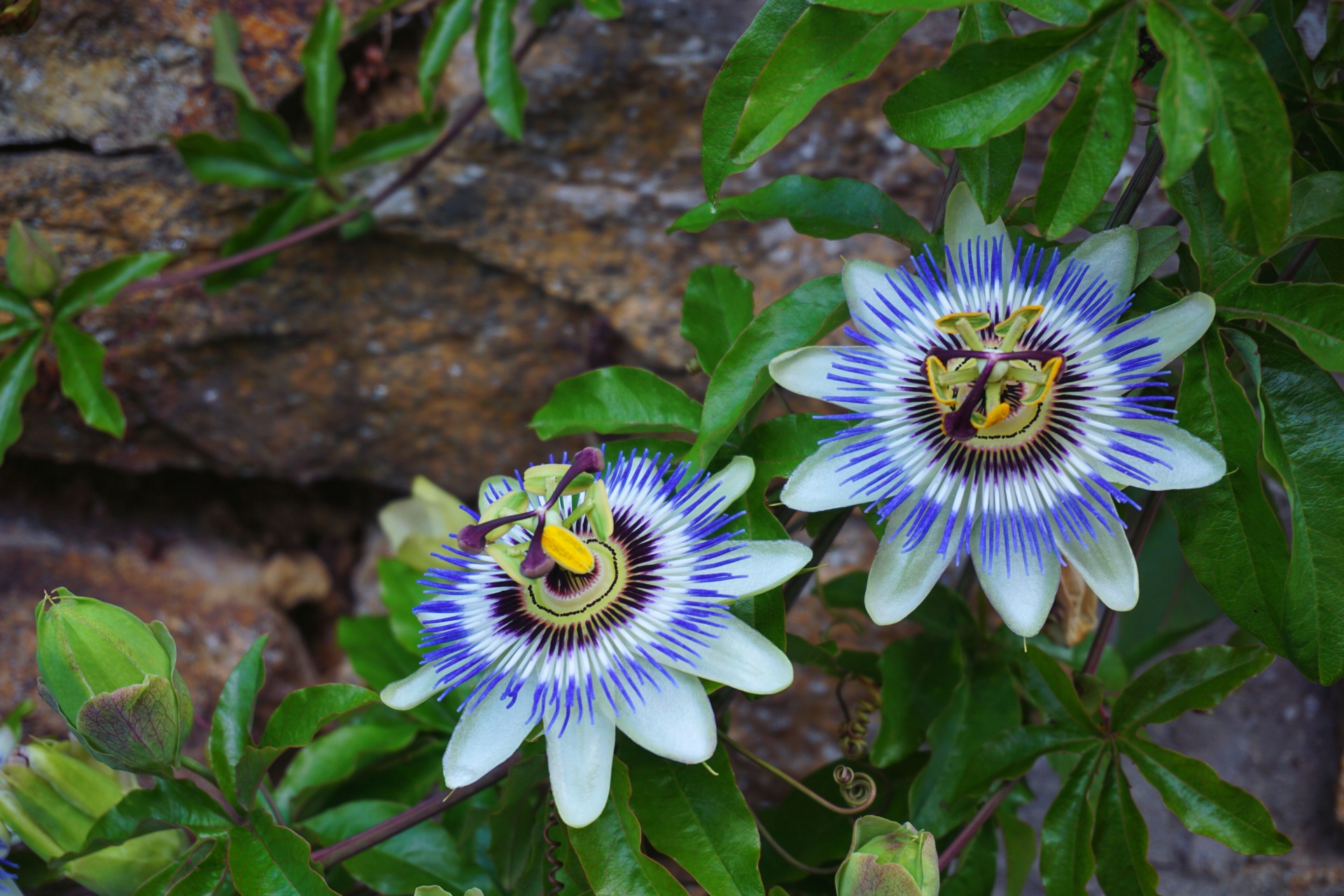 passionflower herb flower free photo