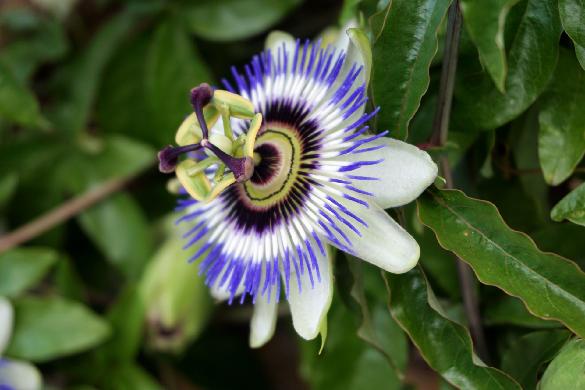 passionflower flower botanical free photo