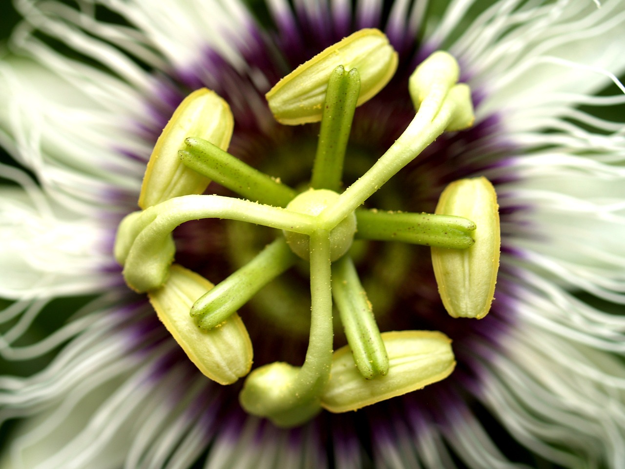 passion flower fruit free photo