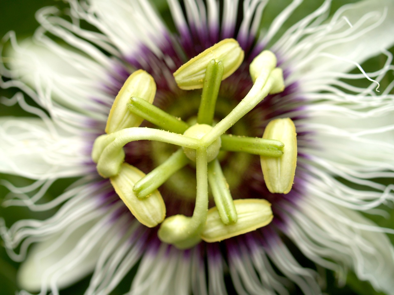 passion flower fruit free photo