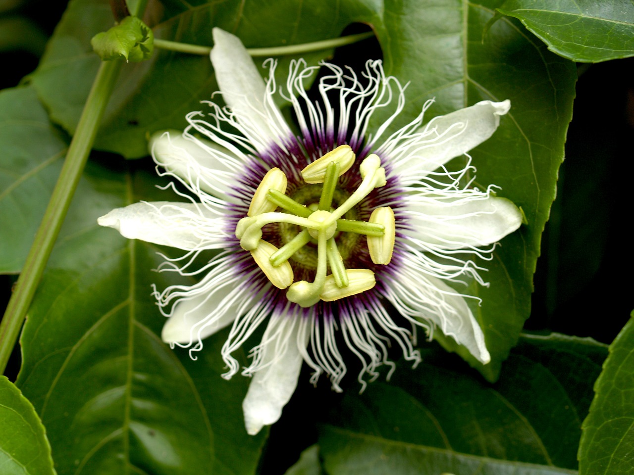 passion flower fruit free photo