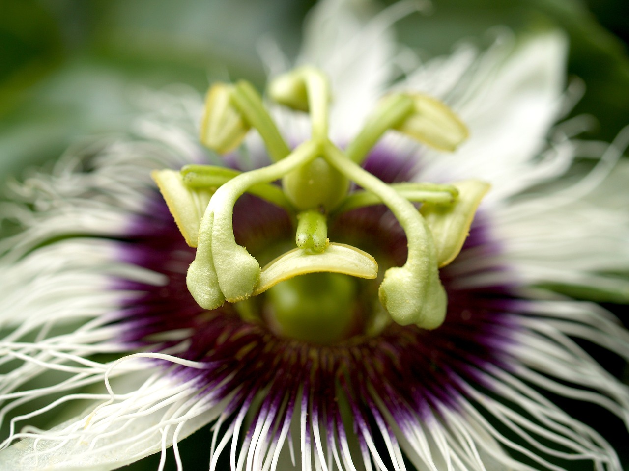 passion flower fruit free photo