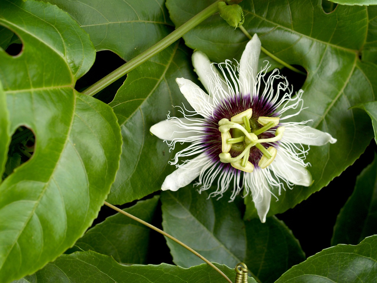 passion flower fruit free photo