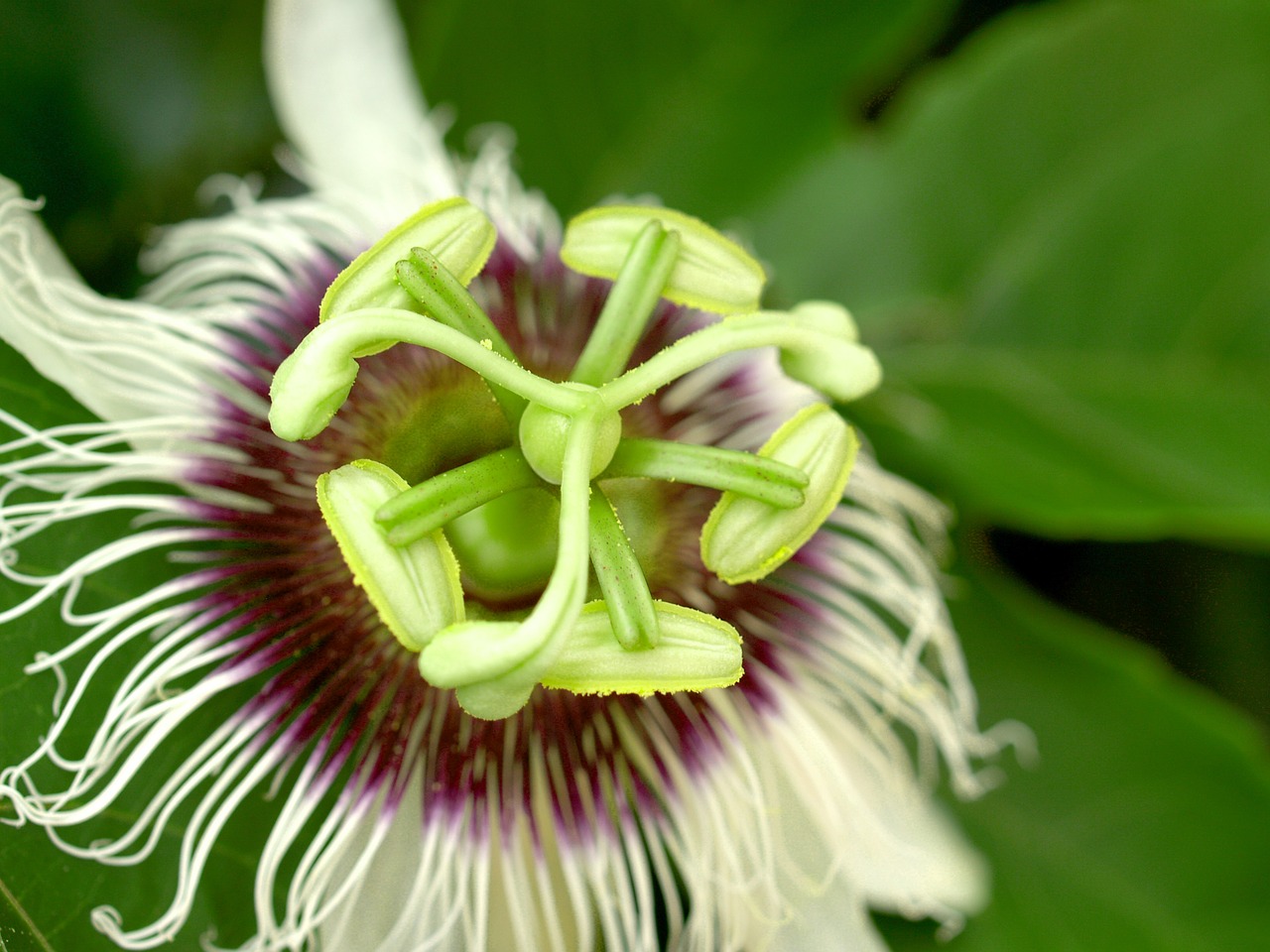 passion flower fruit free photo