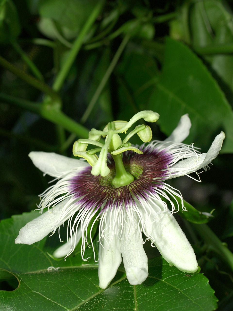 passion flower fruit free photo