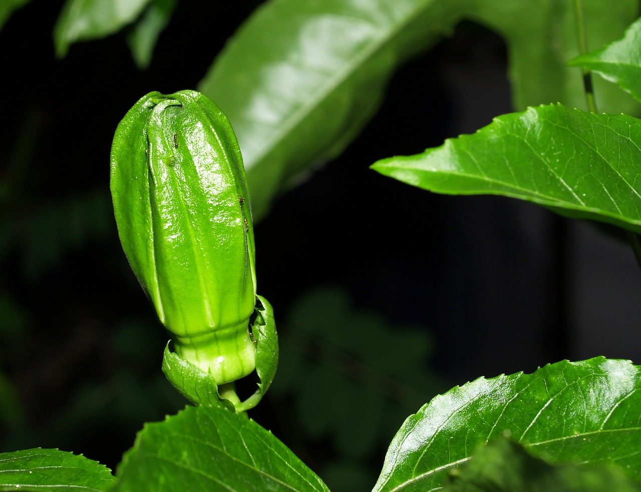 passion flower fruit free photo