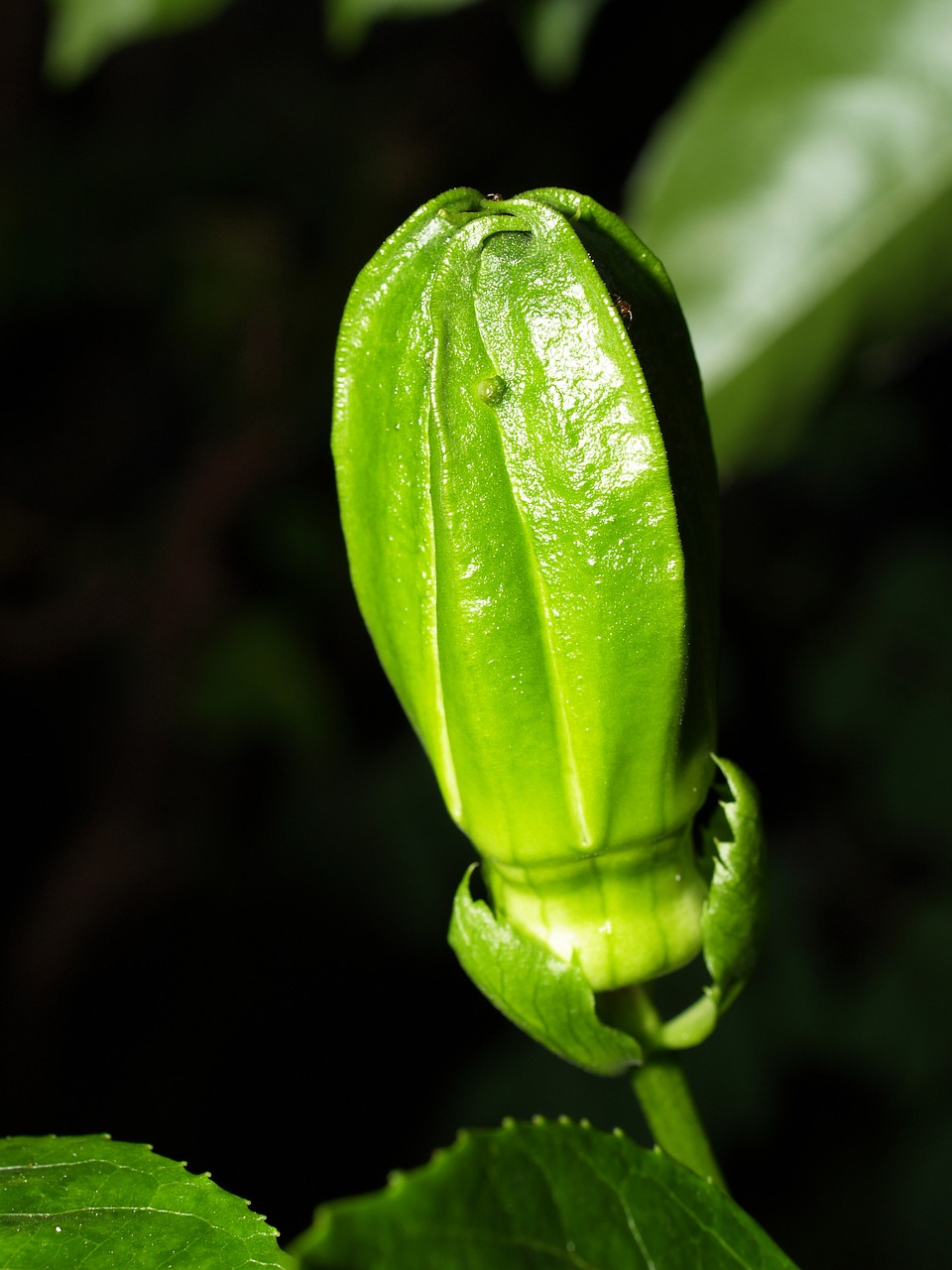 passion flower fruit free photo