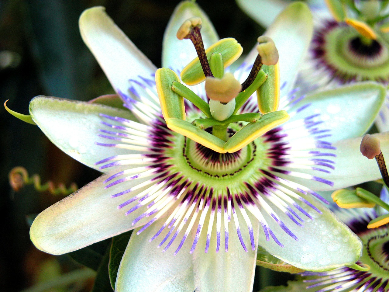 passion flower passion flower free photo