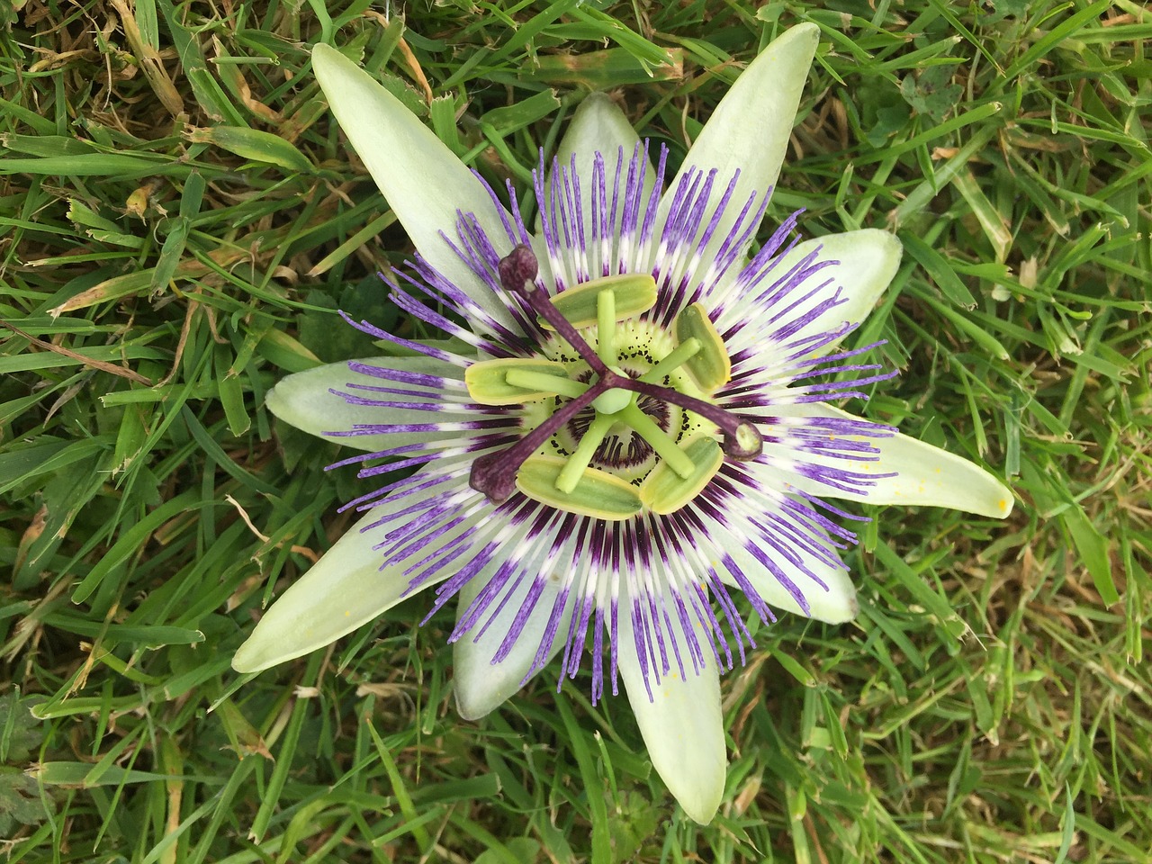 passiflora passion flower free photo