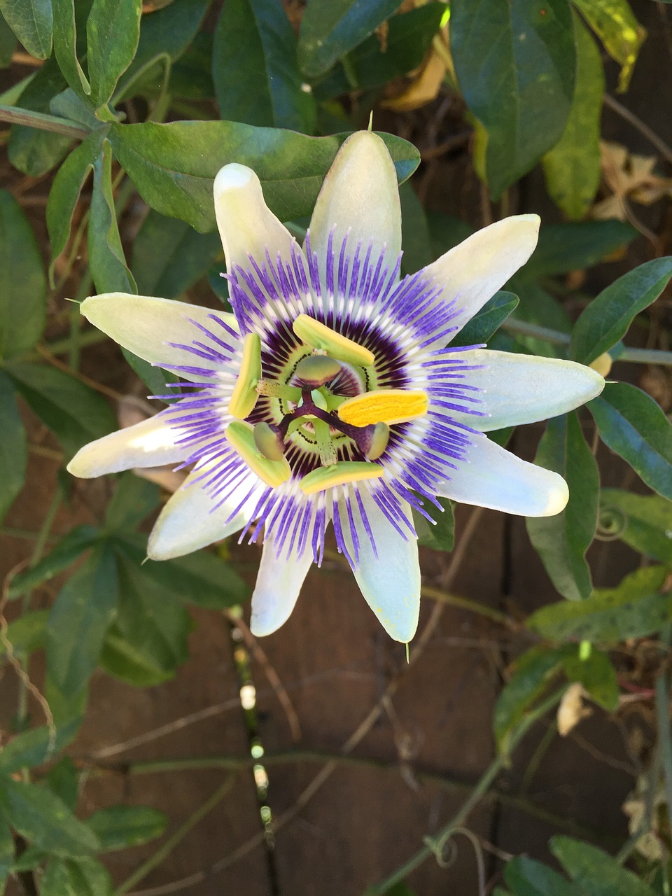 passion flower vine free photo