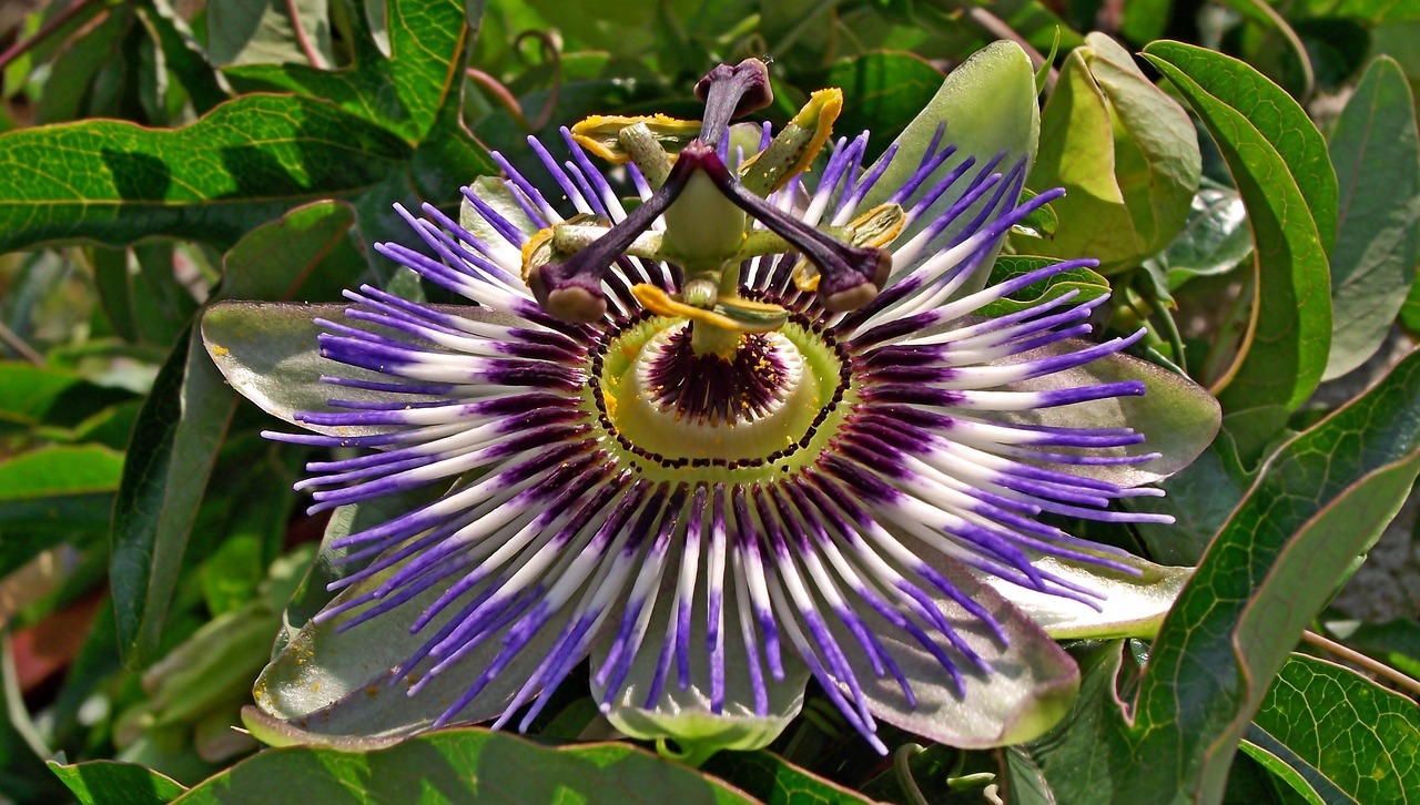 passion  flower  colored free photo