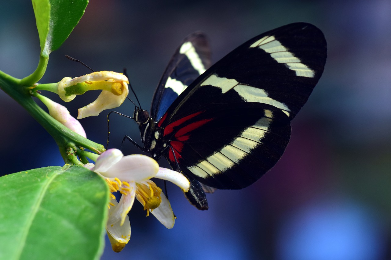 passion butterfly butterfly exotic free photo