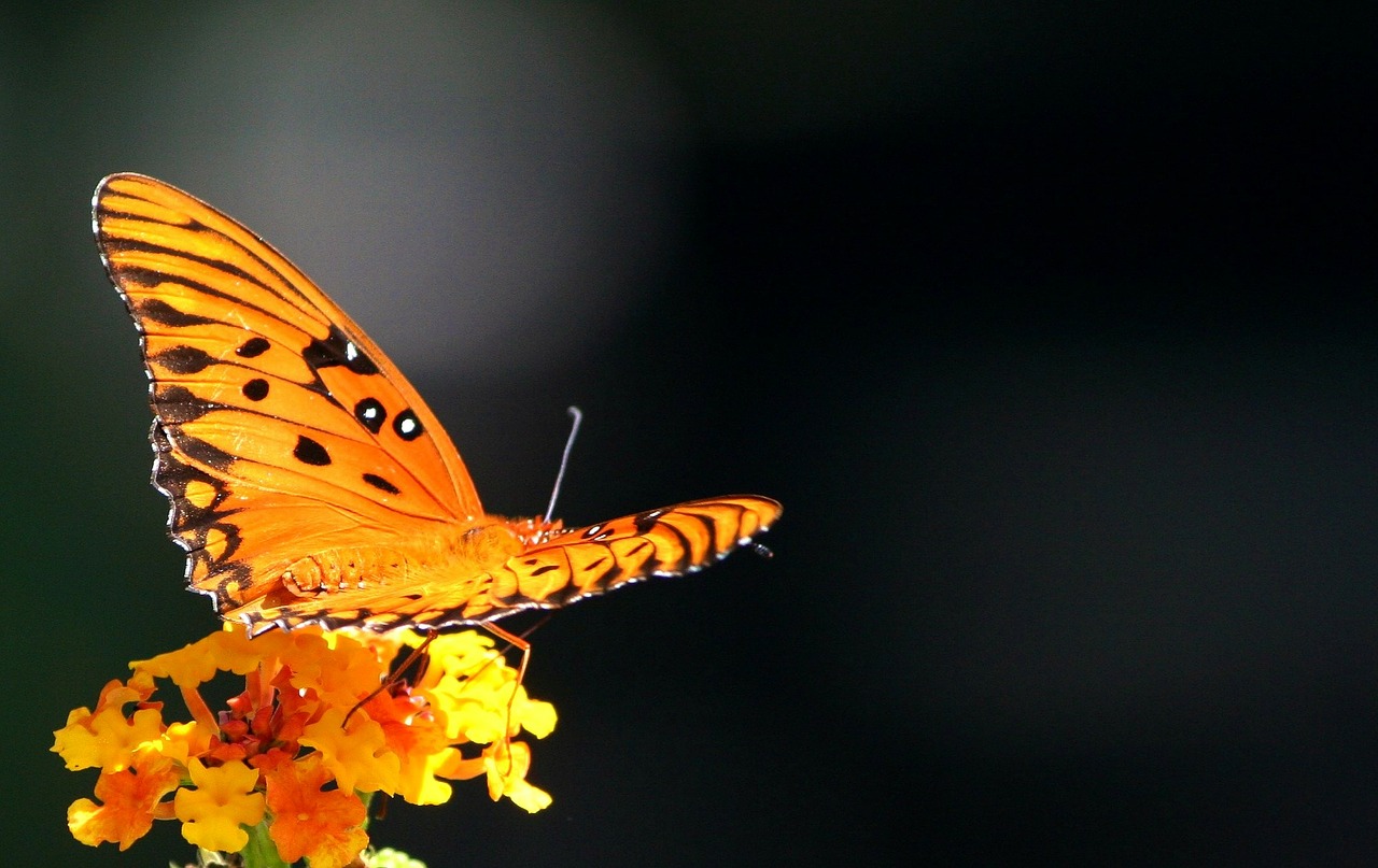 passion butterfly gulf fritillary insect free photo