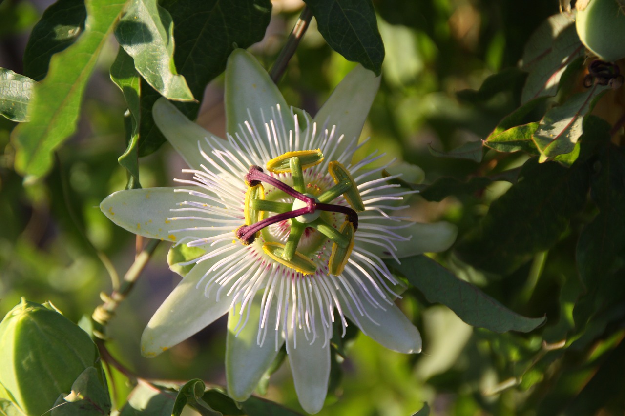 passion flower passionflower climbing free photo