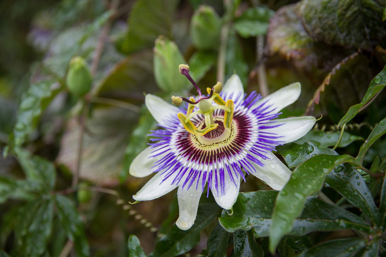 passion flower flower blossom free photo