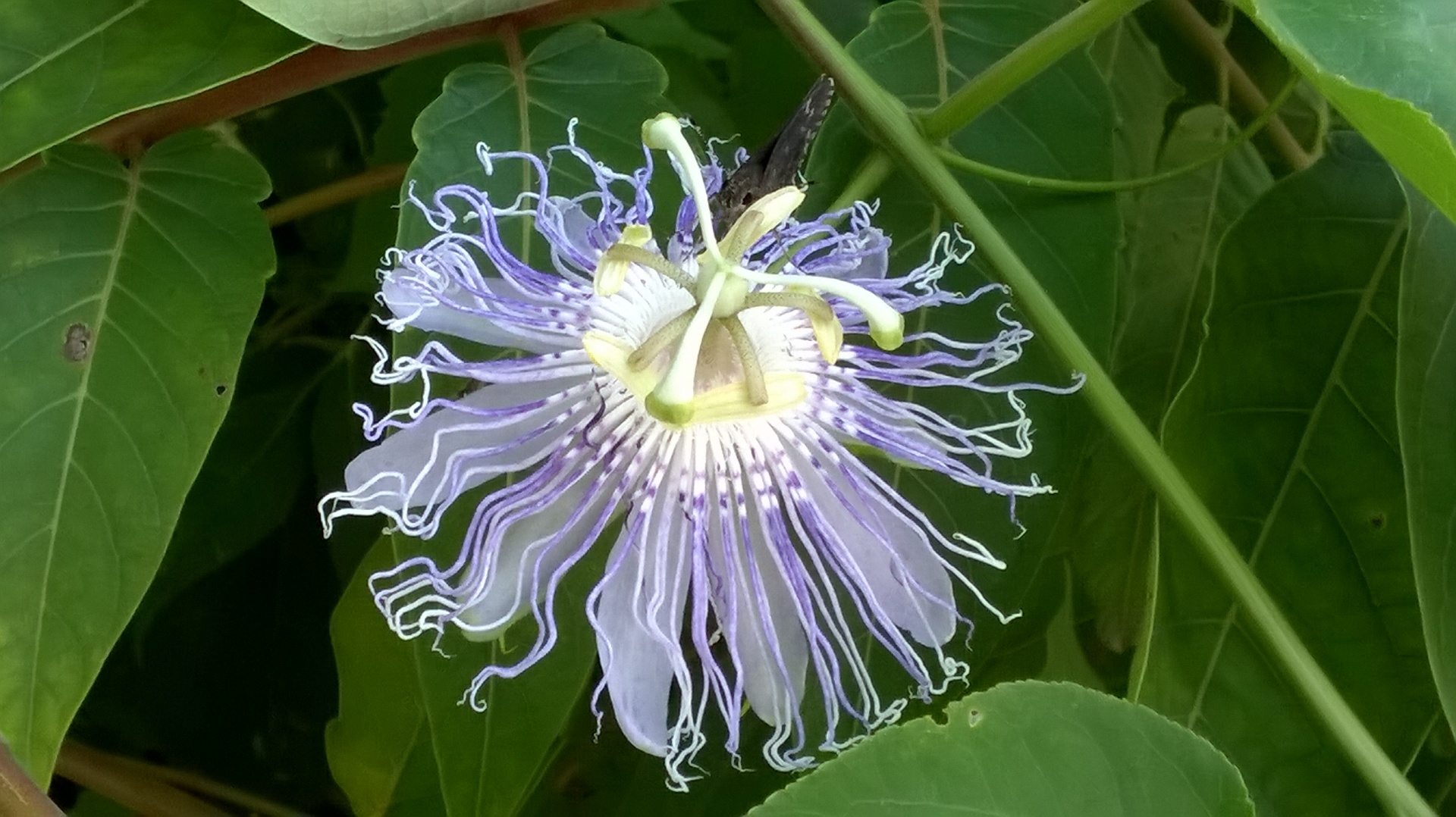 flower lavender passion flower free photo