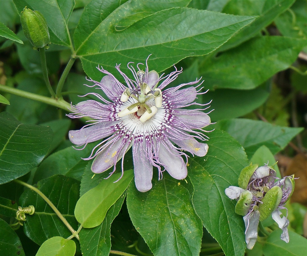 passion flower flower wild free photo