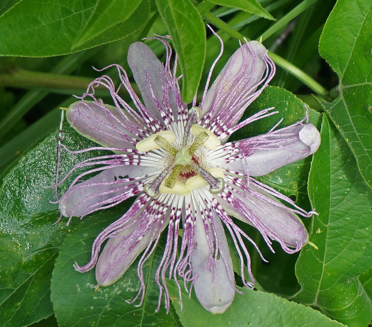 passion flower flower wild free photo