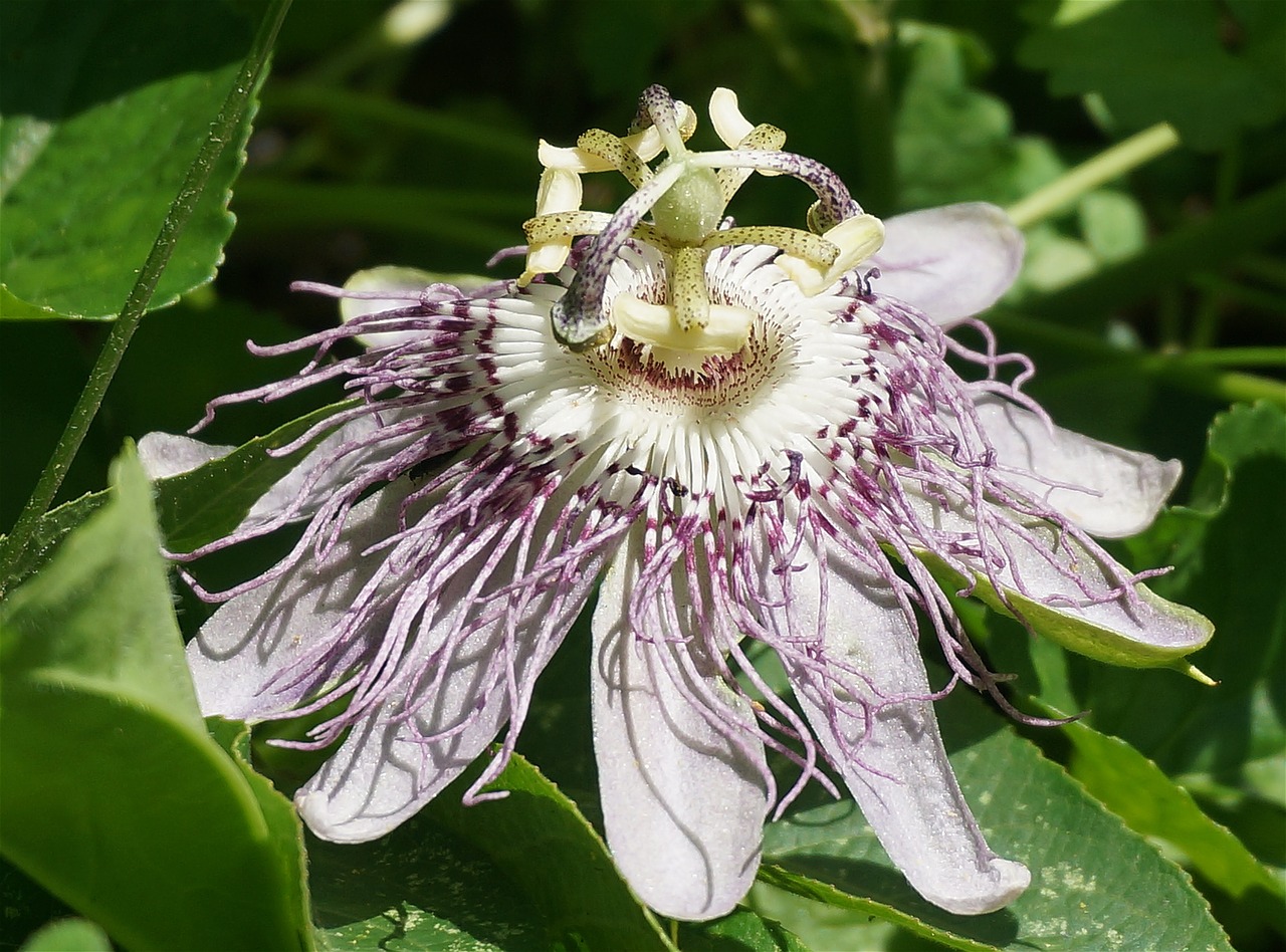 passion flower side view flower free photo