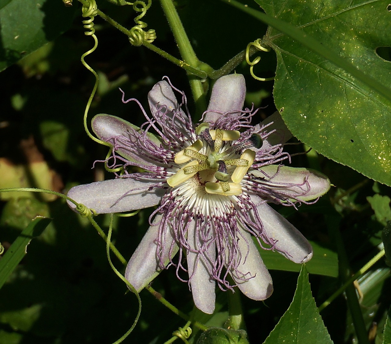 passion flower flower wild free photo