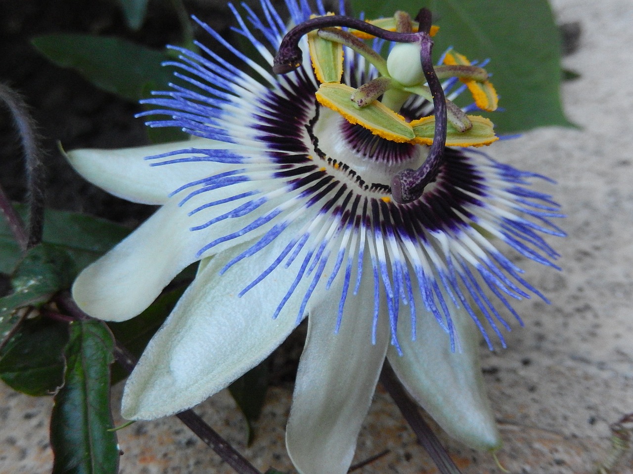 passion flower garden nature free photo