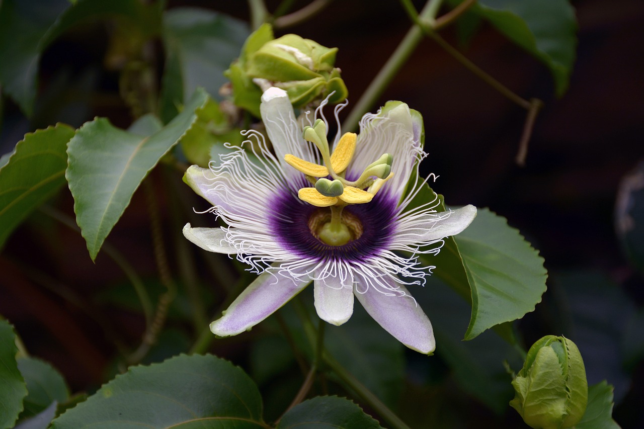 passion flower blossom bloom free photo